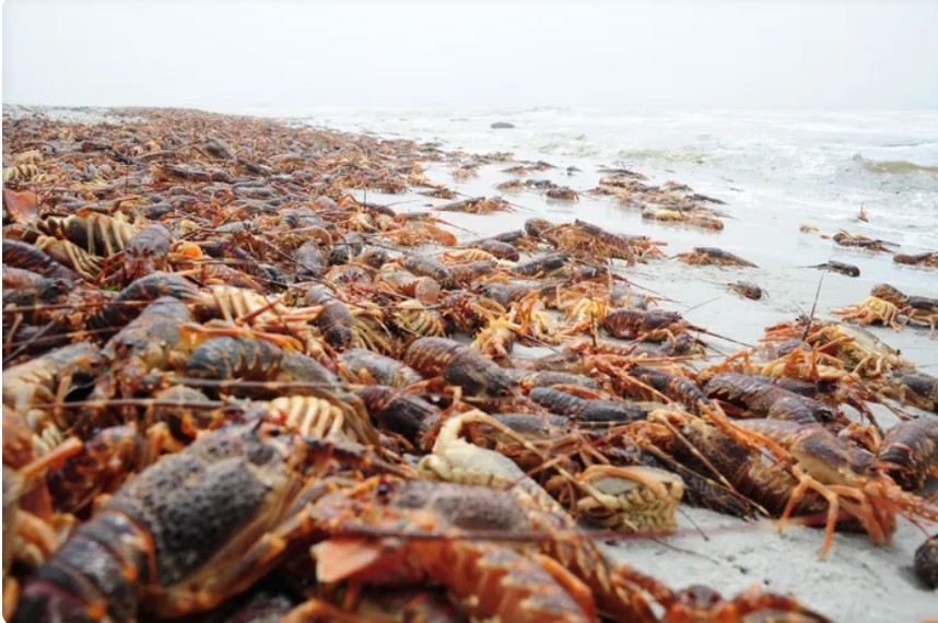 shellfish- west coast