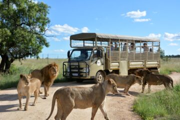Lion & Safari Park Guided Tour