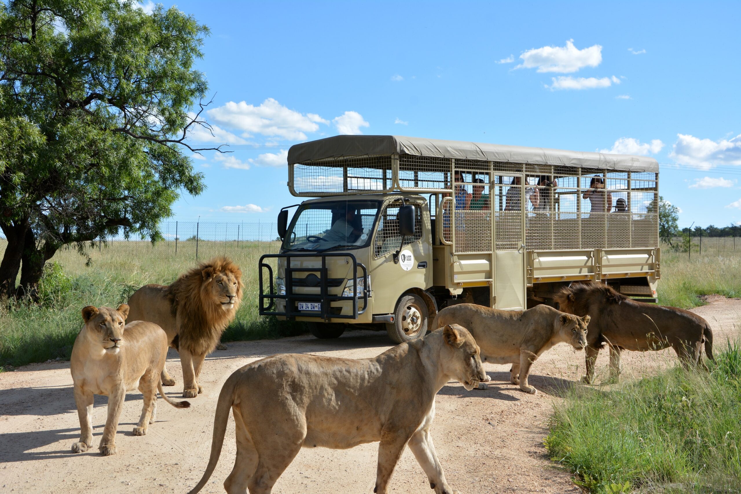 Lion & Safari Park Guided Tour