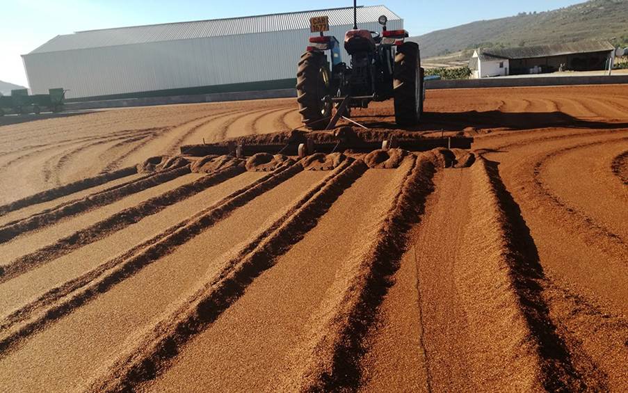 Rooibos market